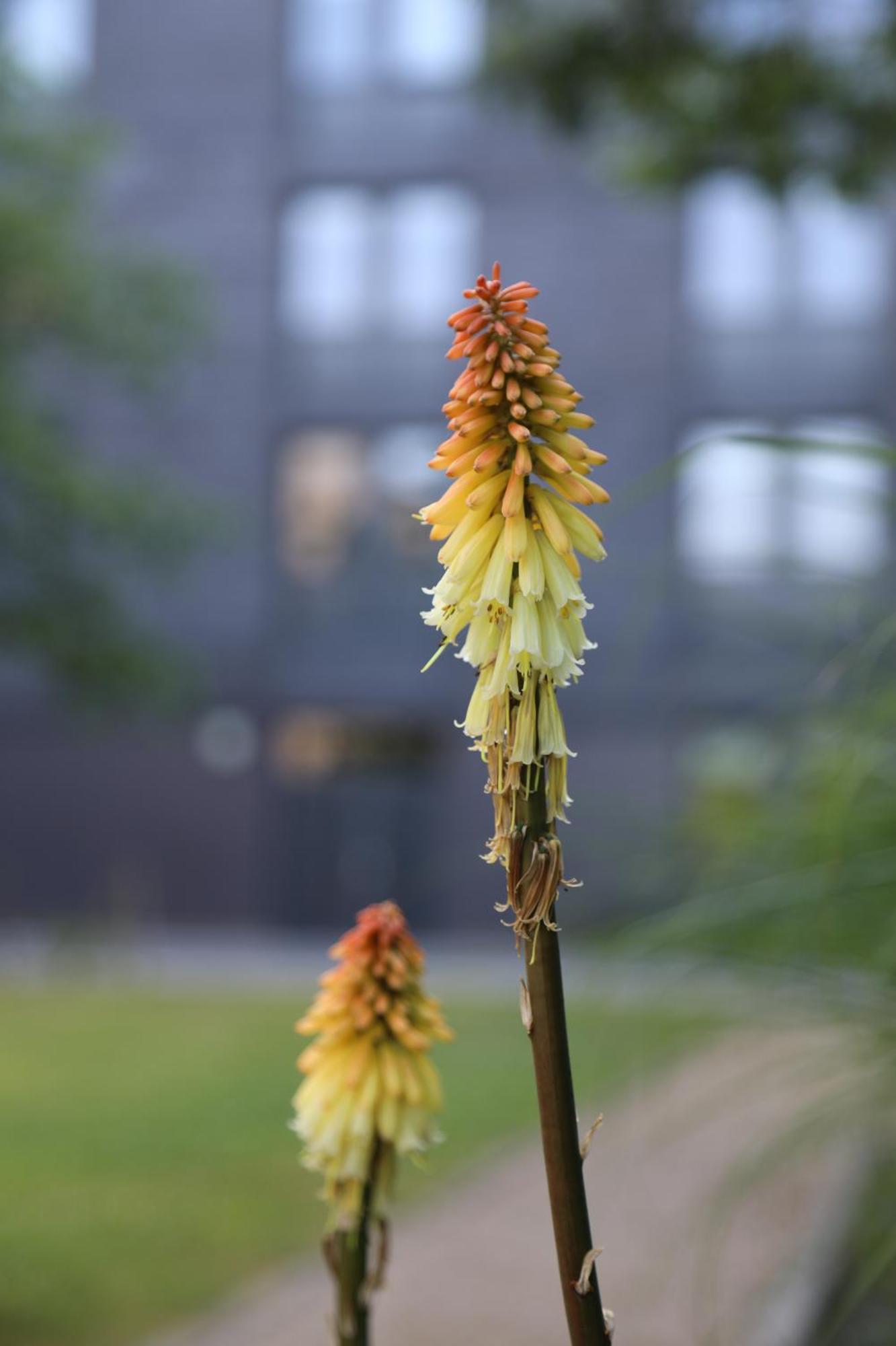 Goldcrest Village Apartments University Of Galway Bagian luar foto