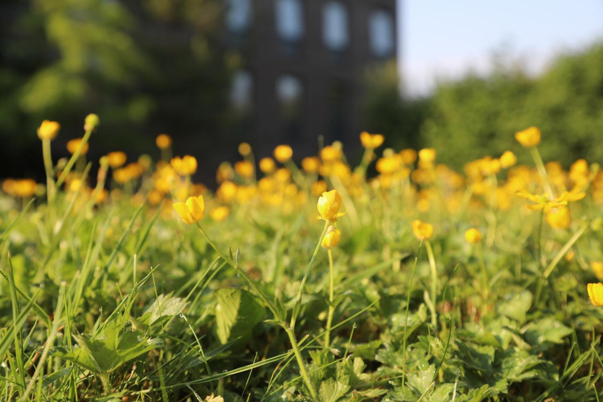 Goldcrest Village Apartments University Of Galway Bagian luar foto
